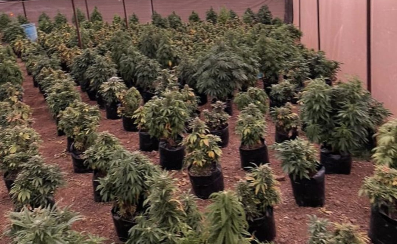 Decomisan más mil plantas de marihuana en predio al sur de Ensenada
