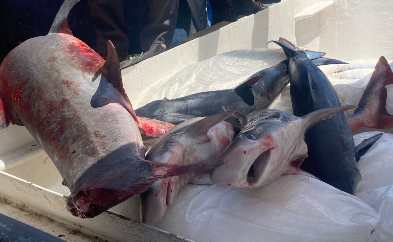 Detienen a pescadores con cinco tiburones, especie en veda