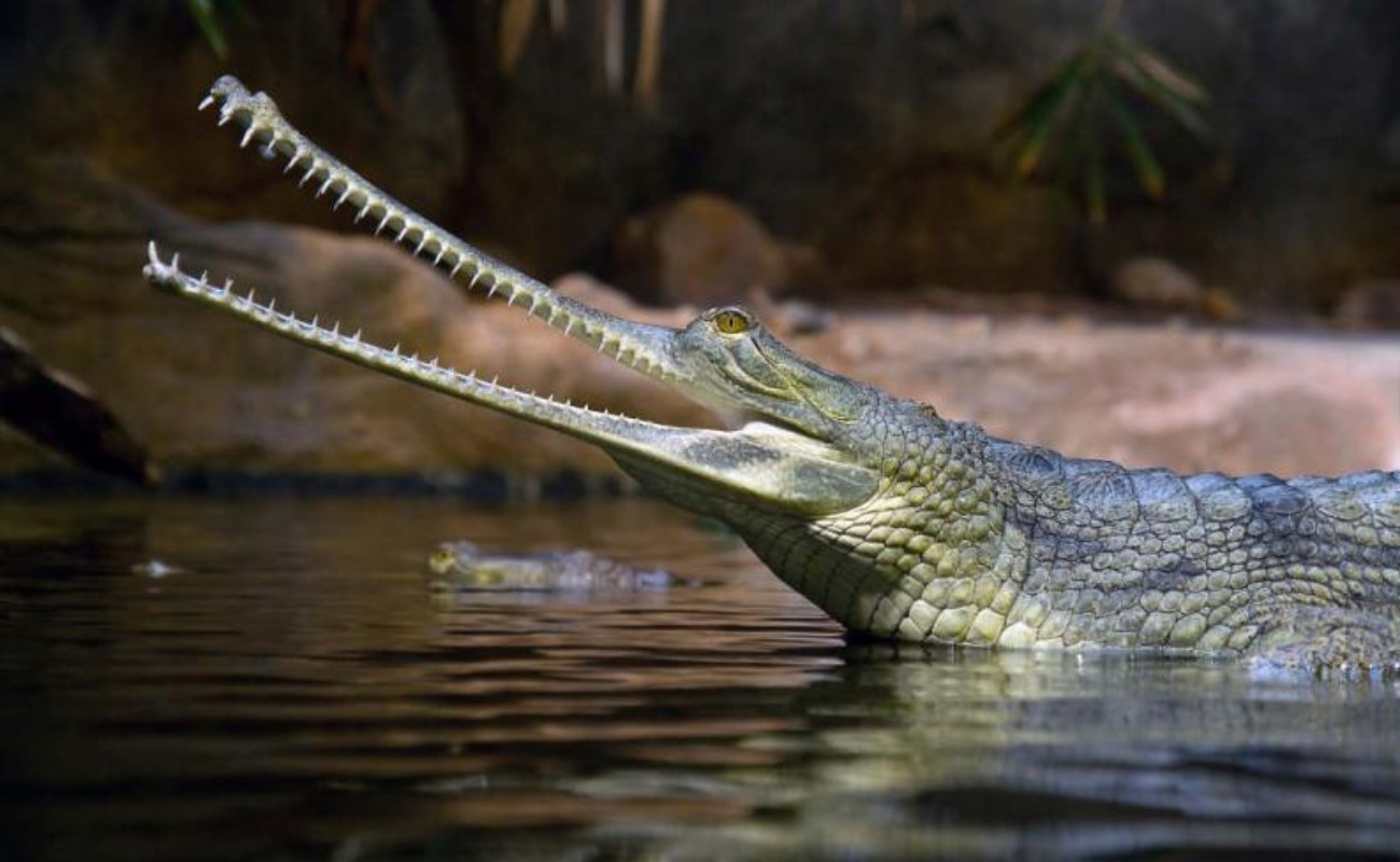 Podrían salvar de extinción a cocodrilo gavial, unas 100 crías en Nepal
