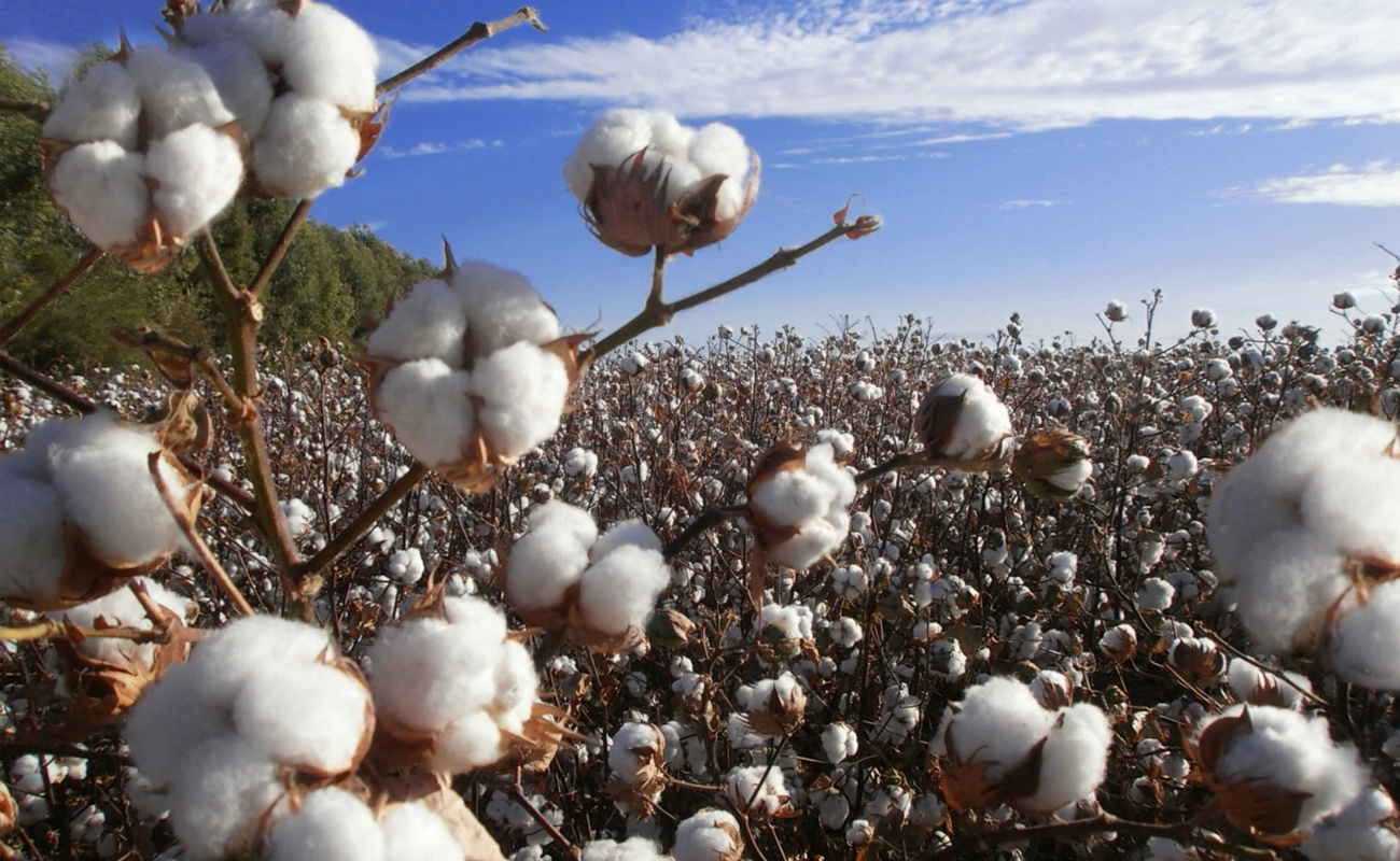 Buscan fortalecer la cadena productiva del algodón