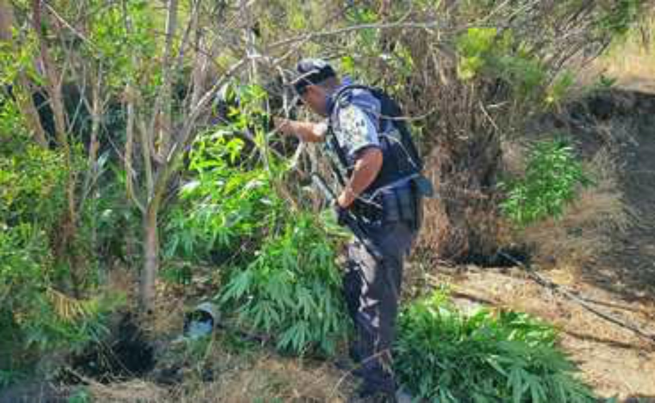Destruye Guardia Nacional sembradío de marihuana en Tecate