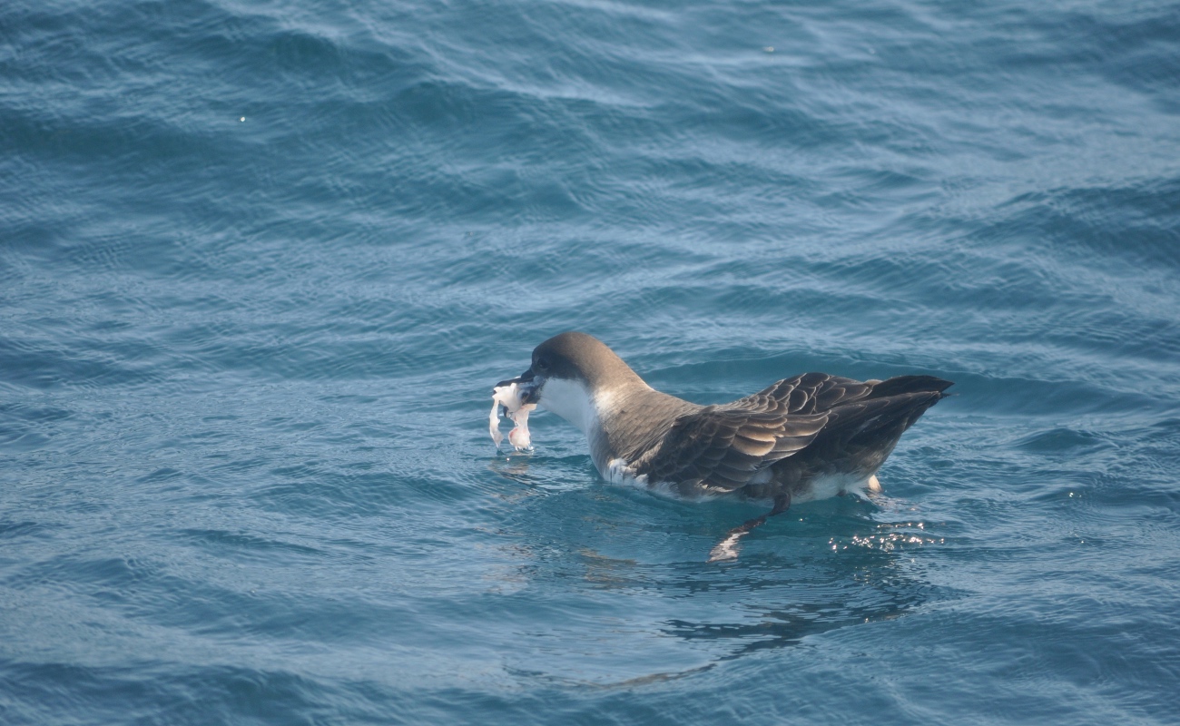 Aves marinas en riesgo por la exposición a plásticos en el Océano