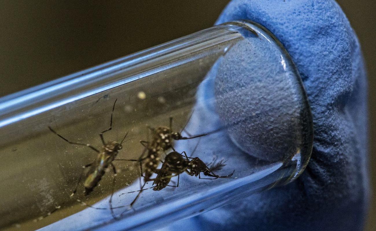 Innovador Proyecto en Brasil Busca Erradicar Enfermedades Transmitidas por Mosquitos