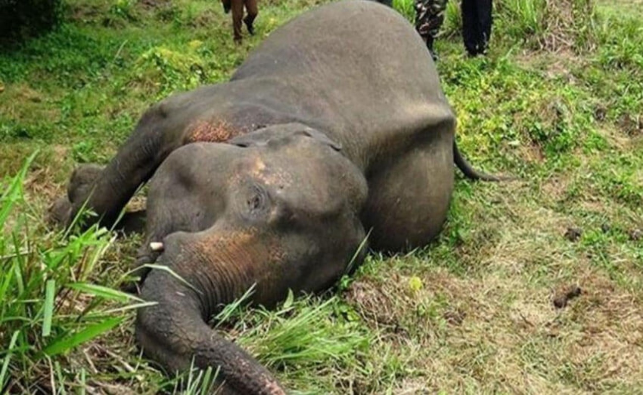 Deja matanza de elefantes en Sri Lanka 238 nuevos ejemplares muertos