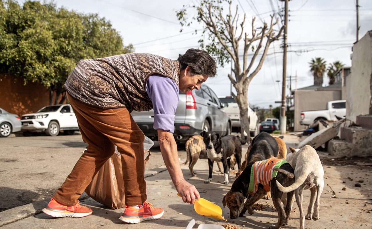 Abandonan a perritos en la colonia Morelos, vecinos solicitan apoyo