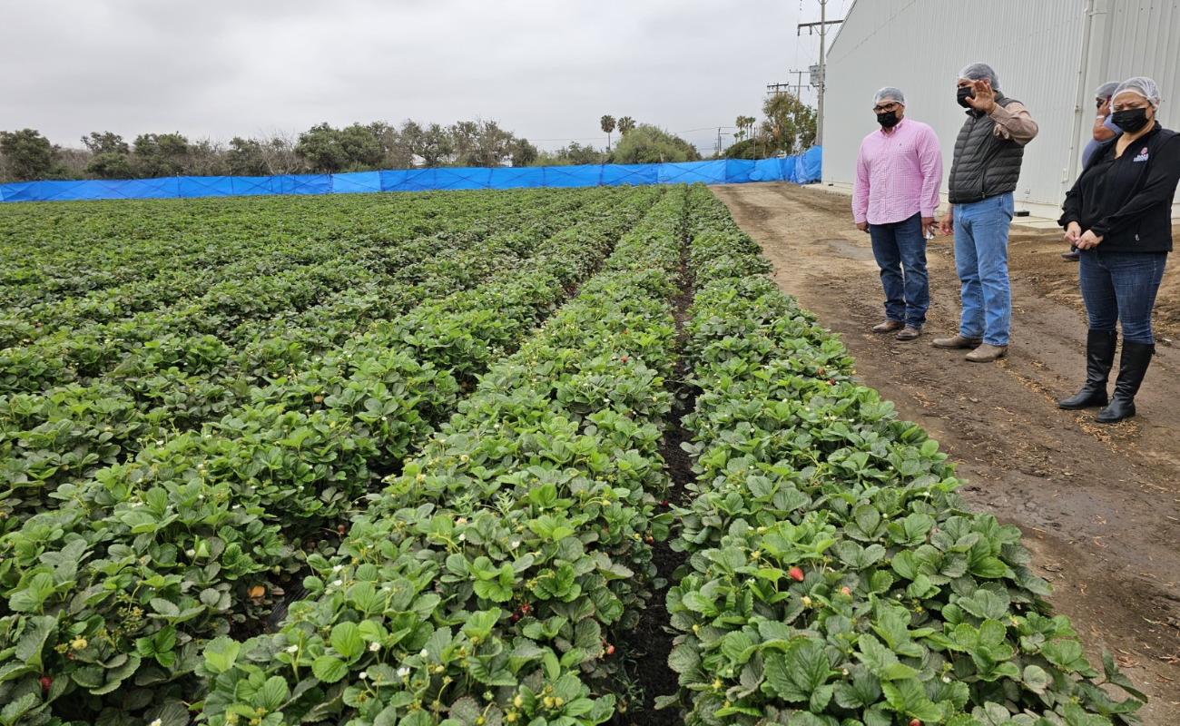 Impulsa SADERBC cultivo de fresa en la Zona Costa