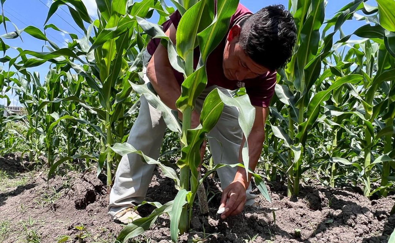 Impacta Agricultura con programa Fertilizantes para el Bienestar en 70 mil hectáreas de granos básicos de Hidalgo