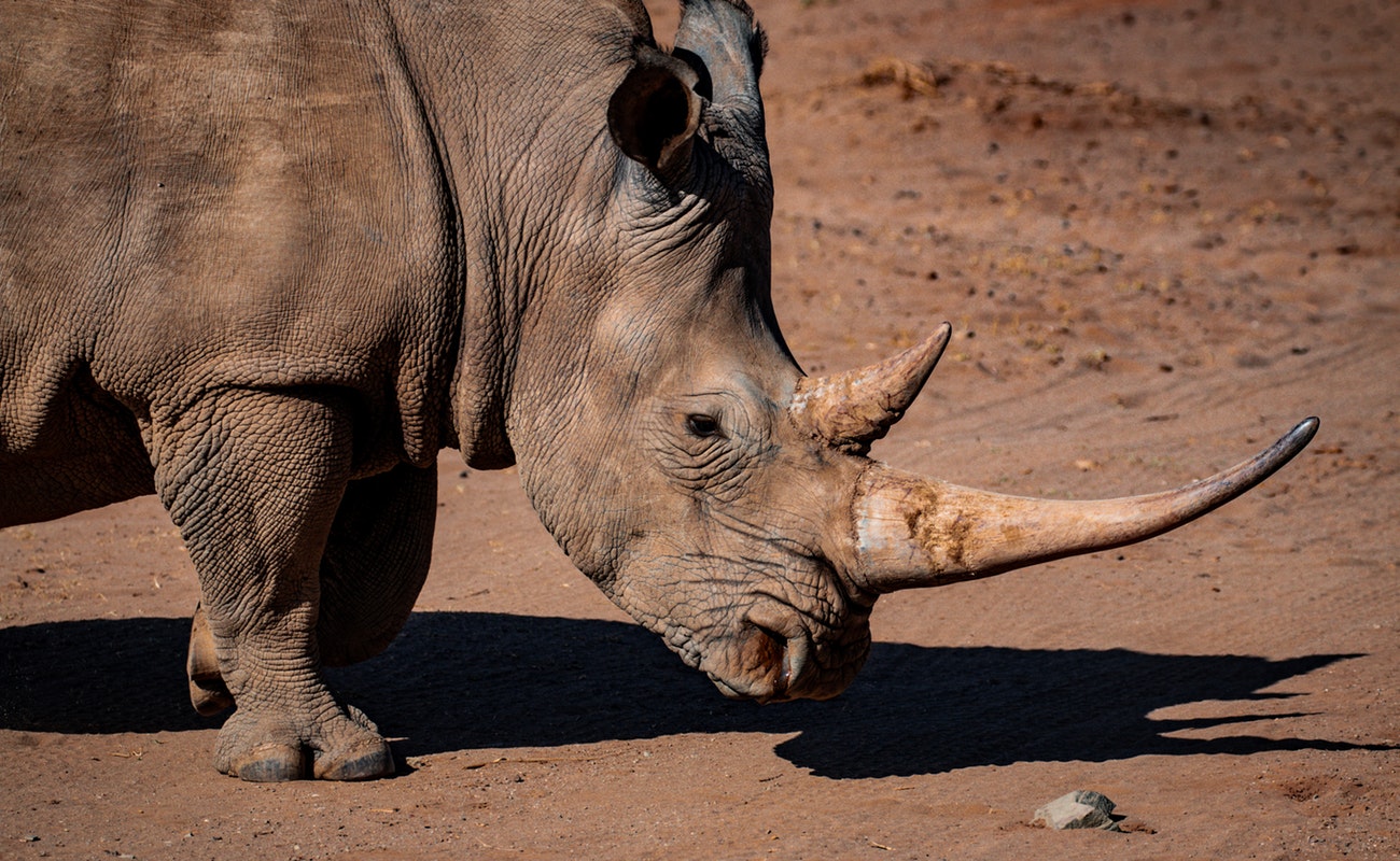 Hay esperanza de supervivencia para rinoceronte blanco
