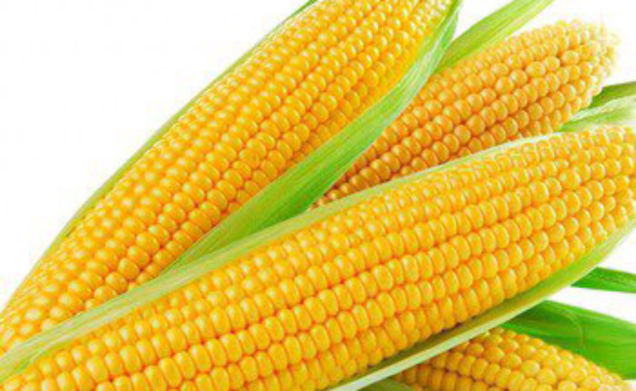 Evalúan programa de maíz amarillo en BC