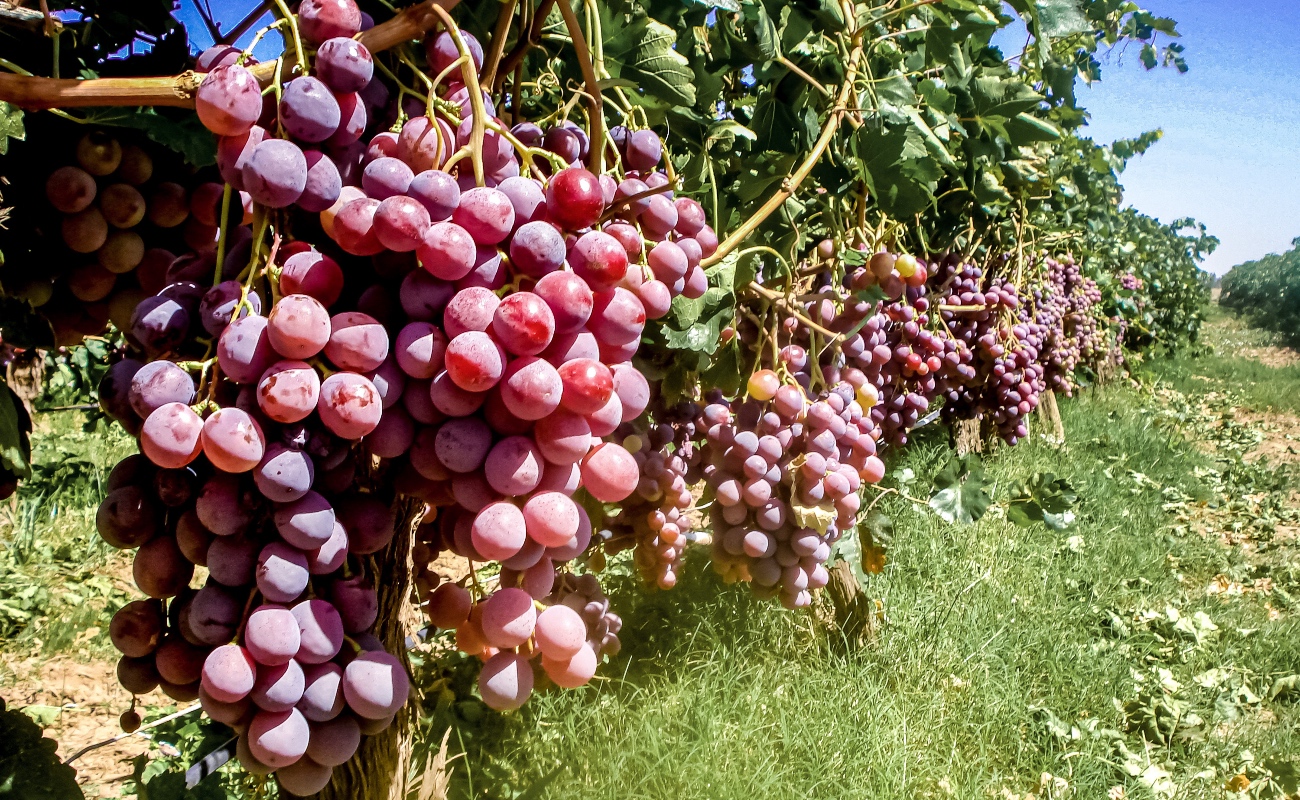 Acuerdan Agricultura y productores vitivinícolas fortalecer acciones fitosanitarias en el Valle de Guadalupe