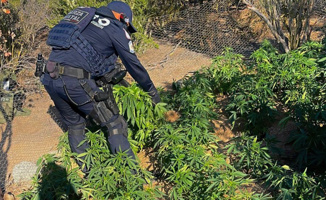 Destruyen plantío de marihuana en El Hongo