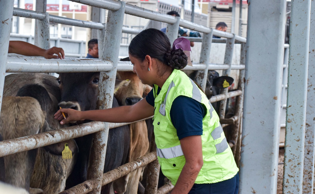 Verifican México y Estados Unidos avances en materia de tuberculosis bovina en ocho entidades