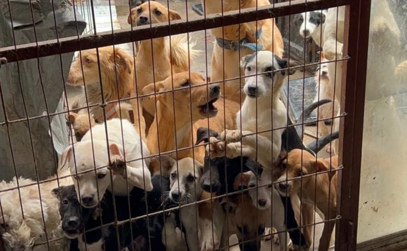 Rescatan a más de 70 perros que estaban en condiciones de hacinamiento
