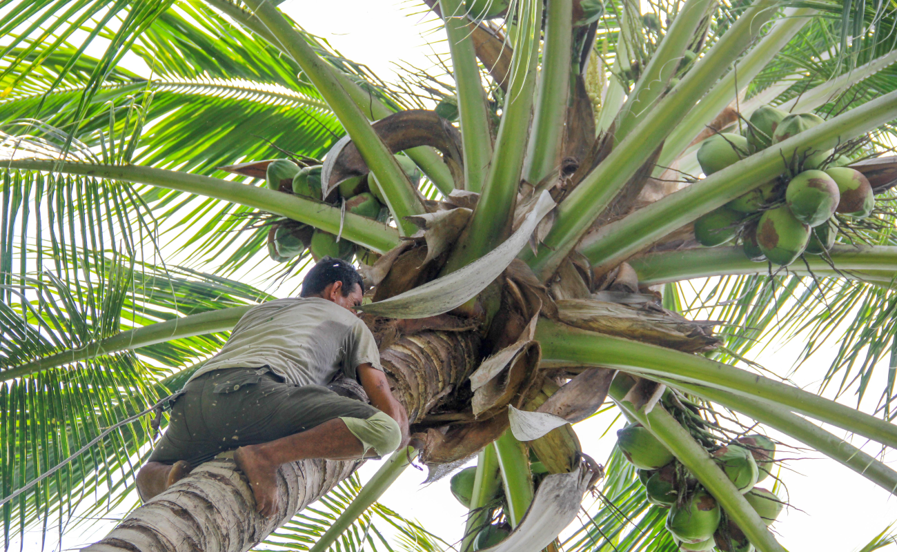 México, referente en mejoramiento genético de palma de coco: Agricultura