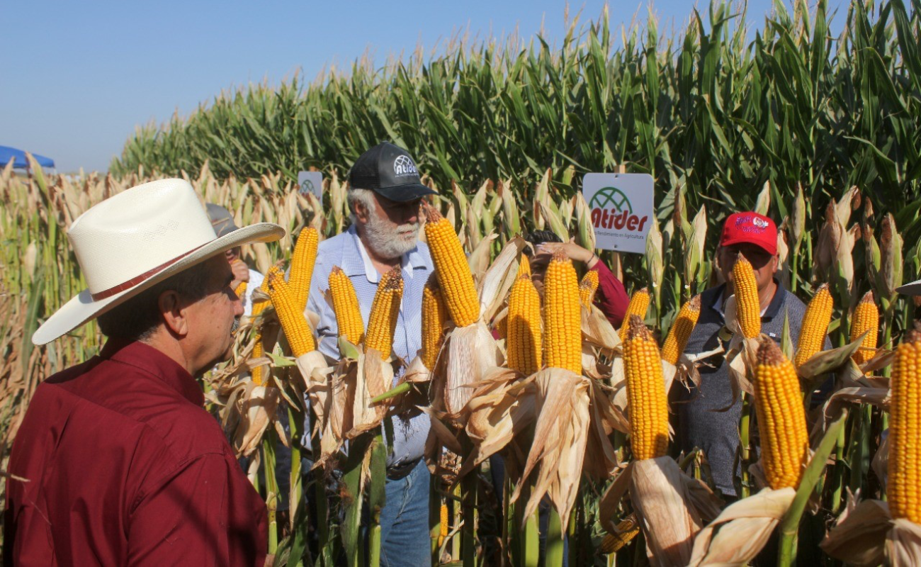 Más del dos mil hectáreas de maíz sembradas en el Valle de Mexicali
