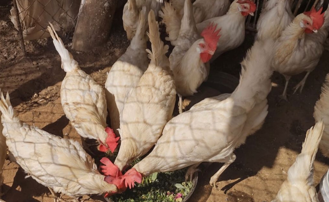 Sacrifica Italia 18 millones de aves de corral por brote de gripe aviar