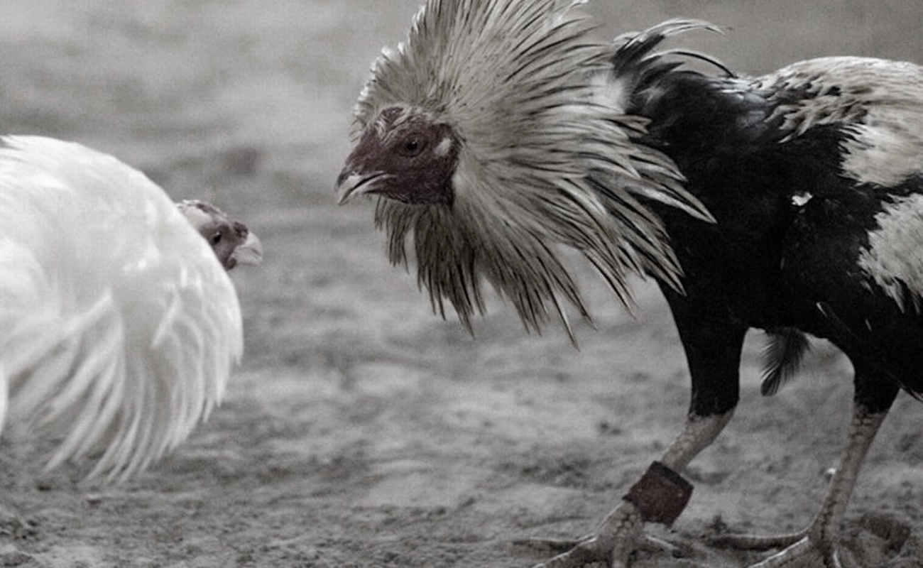 Gallo mata a su dueño antes de pelea ilegal