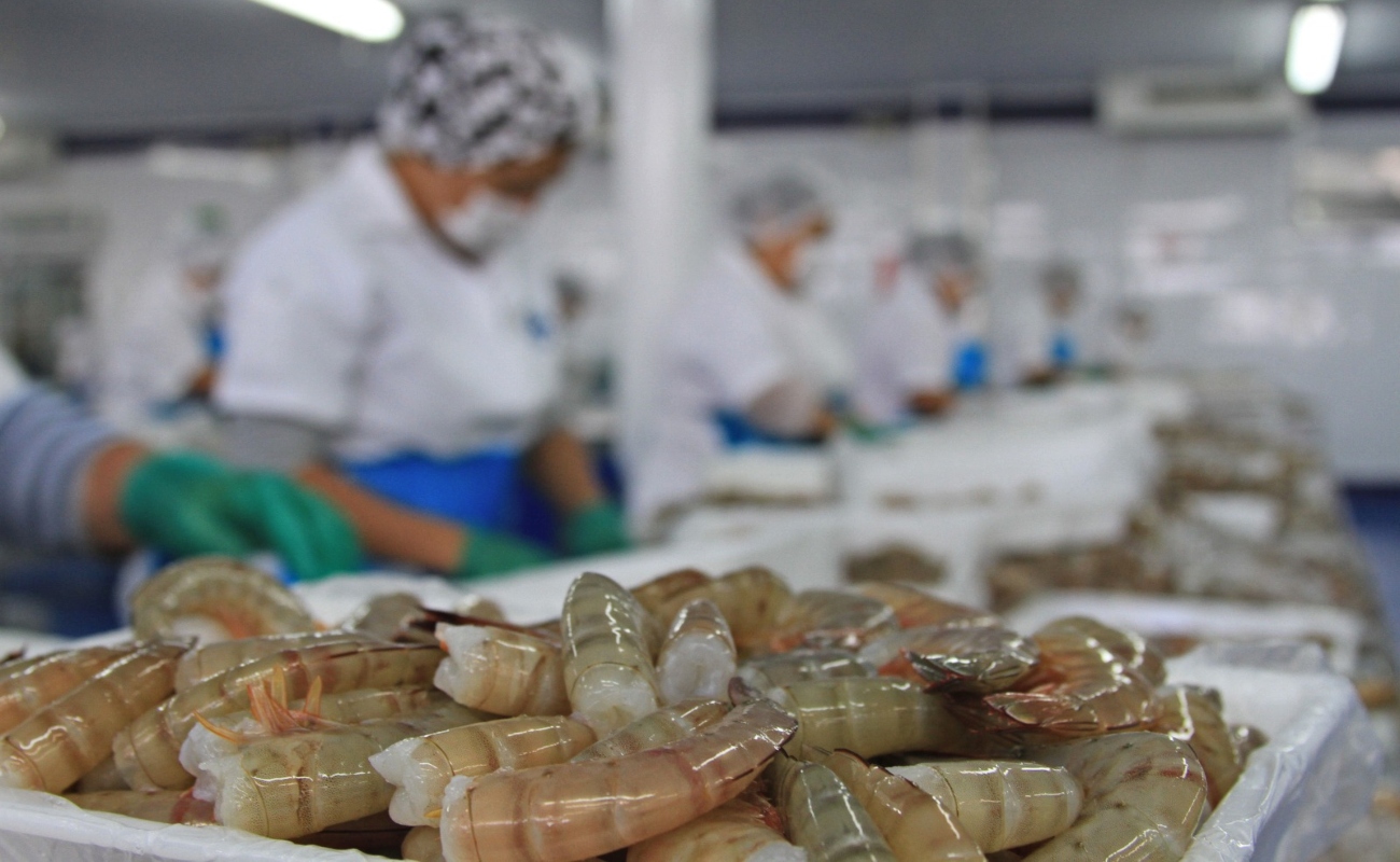 México, libre del síndrome de Taura en el camarón de cultivo: Agricultura