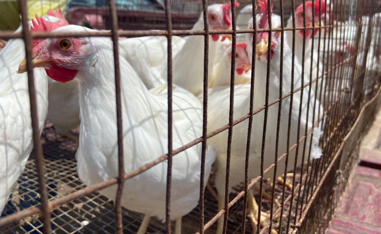 Entregan gallinas para auto consumo y comercialización de huevo
