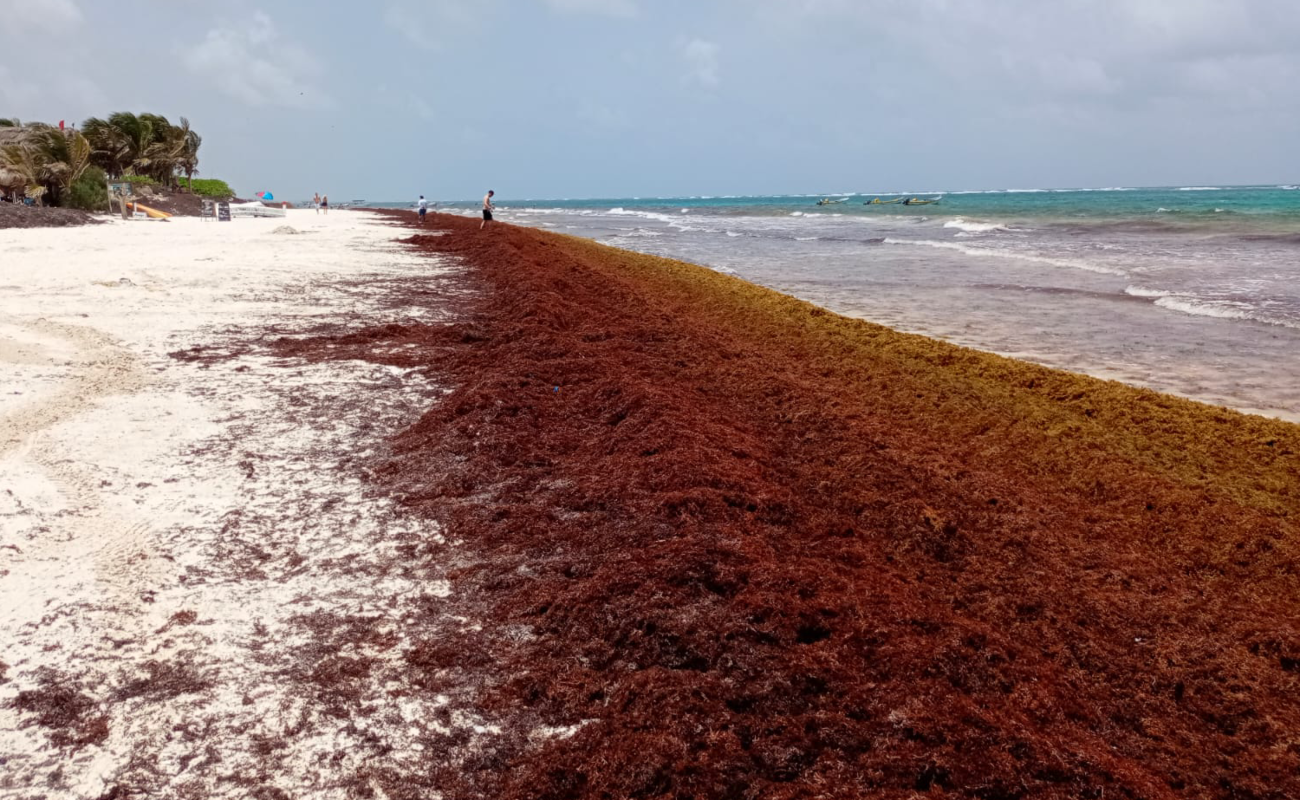 Estudios prevén menos sargazo en playas del Caribe mexicano este año: Inapesca
