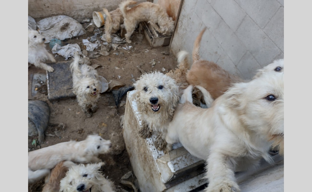 Rescata Fiscalía de BC a 33 canes tras un cateo por maltrato animal