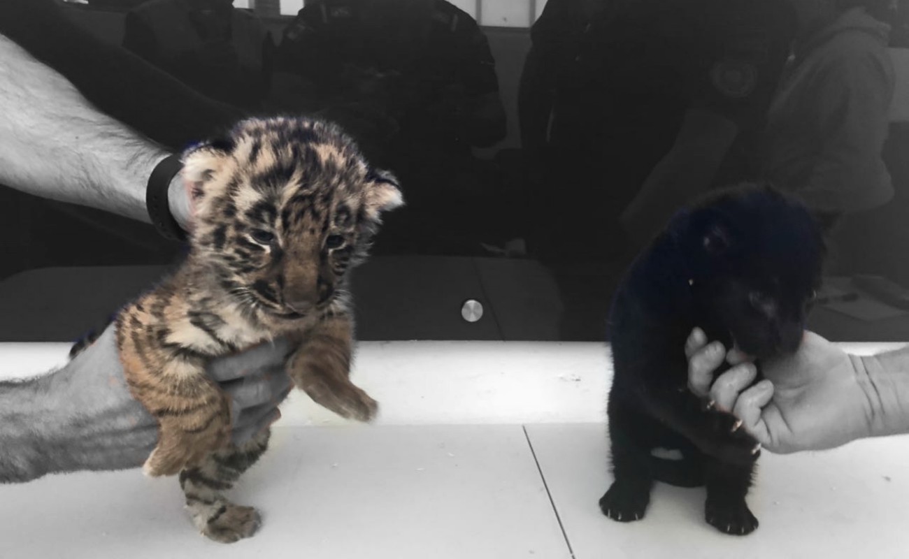 Descubren tigre de bengala y jaguar negro cachorros en Aeropuerto