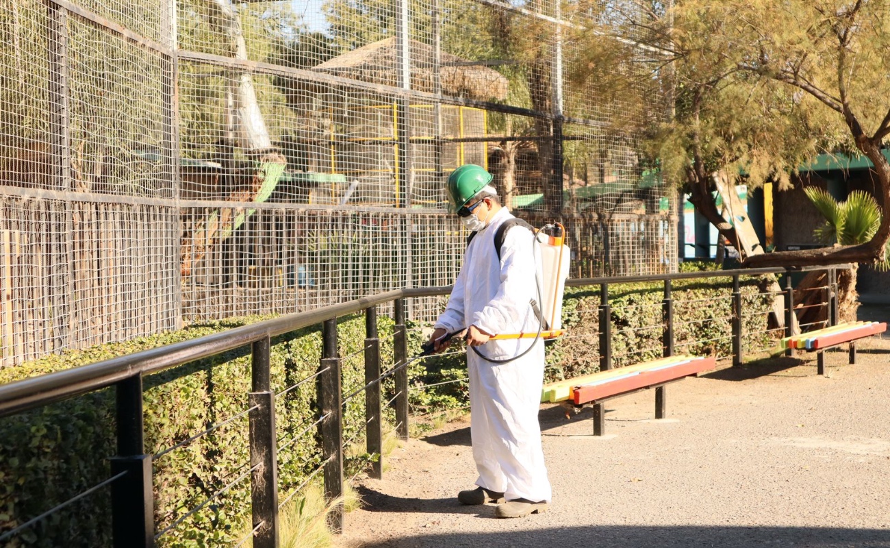 Fumiga Ayuntamiento hábitats de animales en Parque Morelos