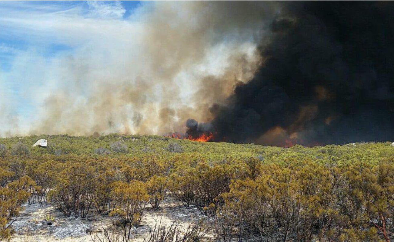 Consume incendio mil 520 hectáreas cerca de Sierra de Juárez