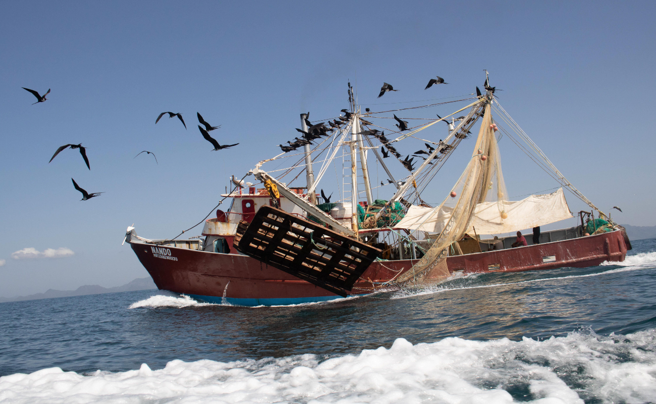Publica Agricultura periodos y zonas de veda 2024 para la pesca de camarón en el Golfo de México y mar Caribe