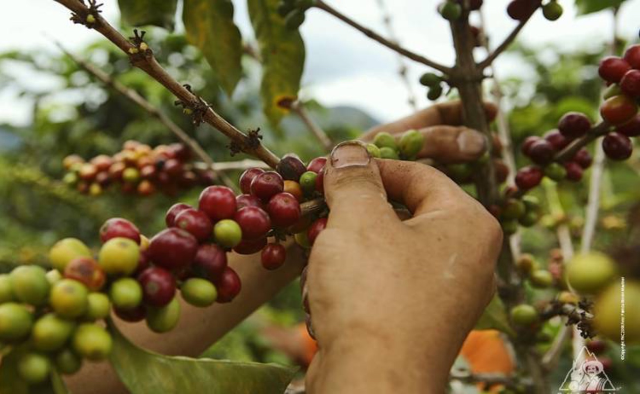 México, punta de lanza en políticas en favor de la cafeticultura sustentable