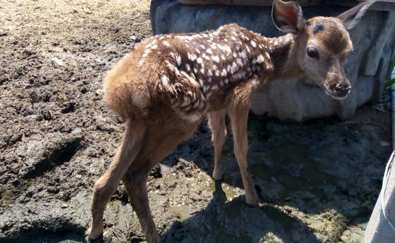 Registró 23 nacimientos el zoológico del Parque Morelos
