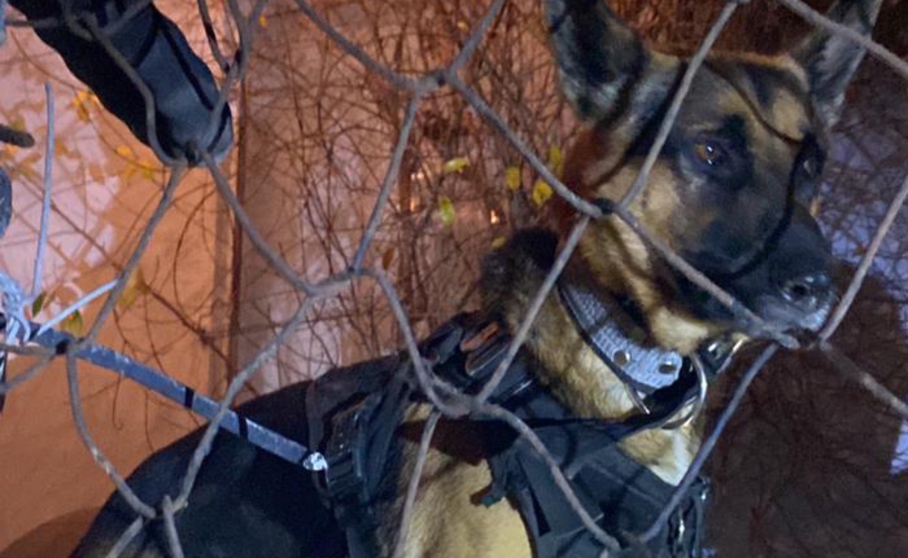 Recuperan agentes de Rosarito a un perro policía K-9 propiedad de la Patrulla Fronteriza de EU