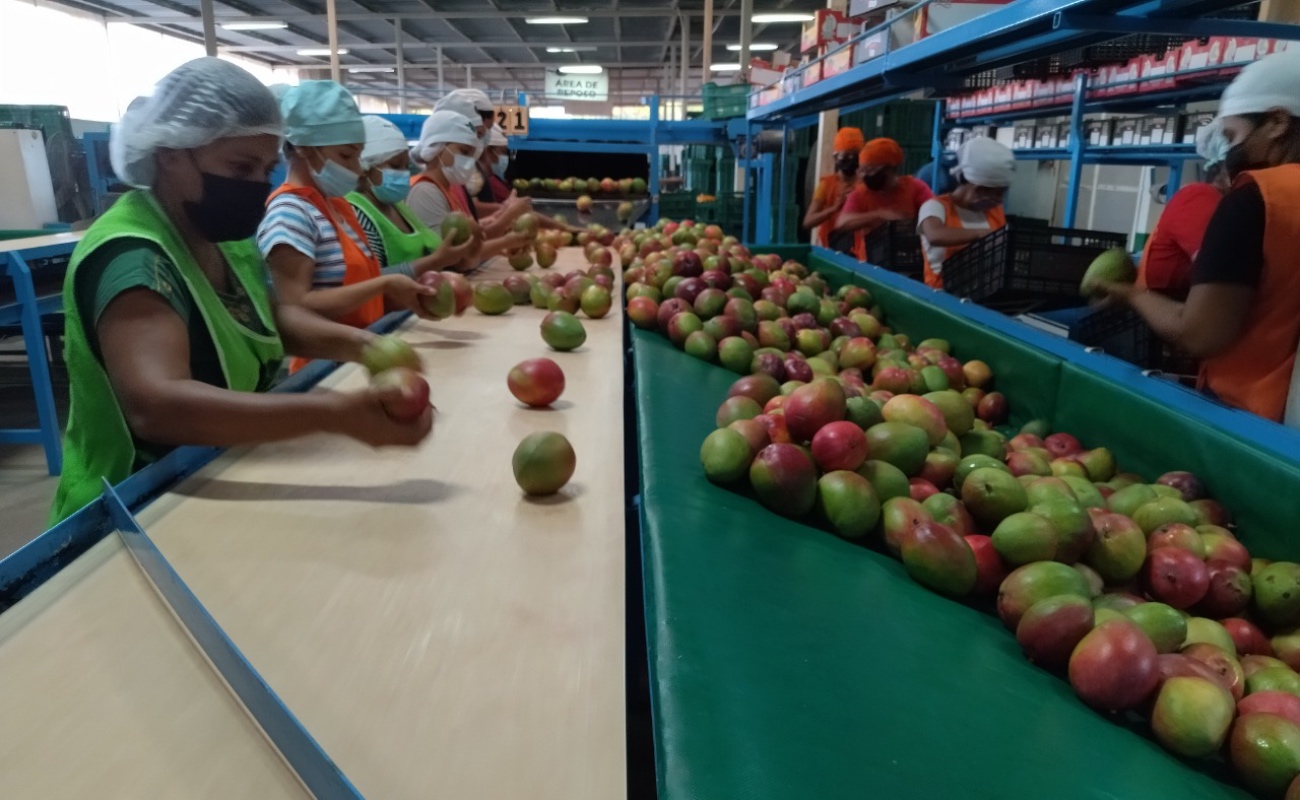 Capacita Agricultura a productores de mango en inocuidad y seguridad alimentaria