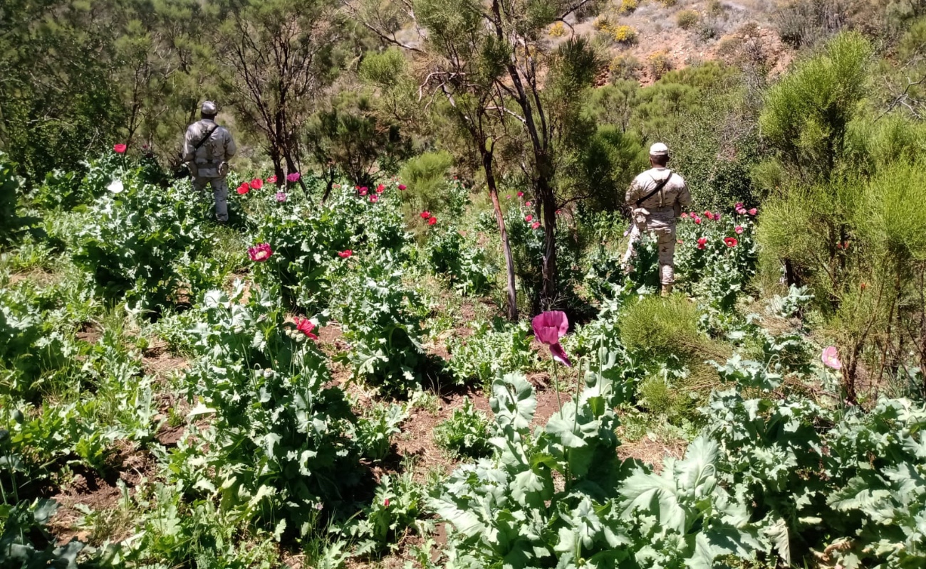 Destruye Ejército 70 mil plantas de amapola en Ensenada
