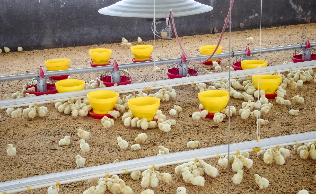 Detectan circulación del virus de influenza aviar de alta patogenicidad AH5 en segunda granja en Sonora