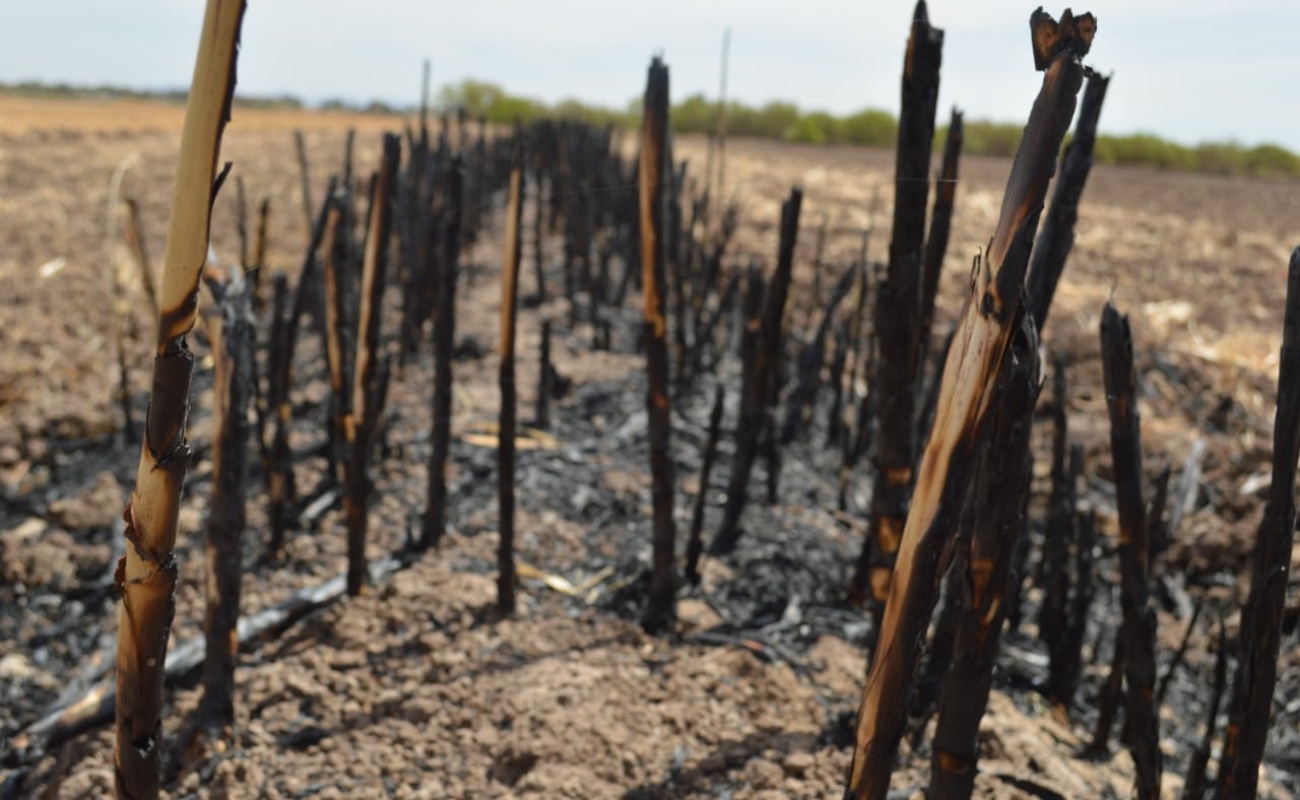 Exhorta Secretaría del Campo evitar quemas agrícolas