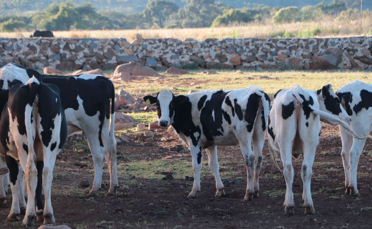 Aplica Agricultura esquema de erradicación de la tuberculosis bovina en el Centro y Occidente de México