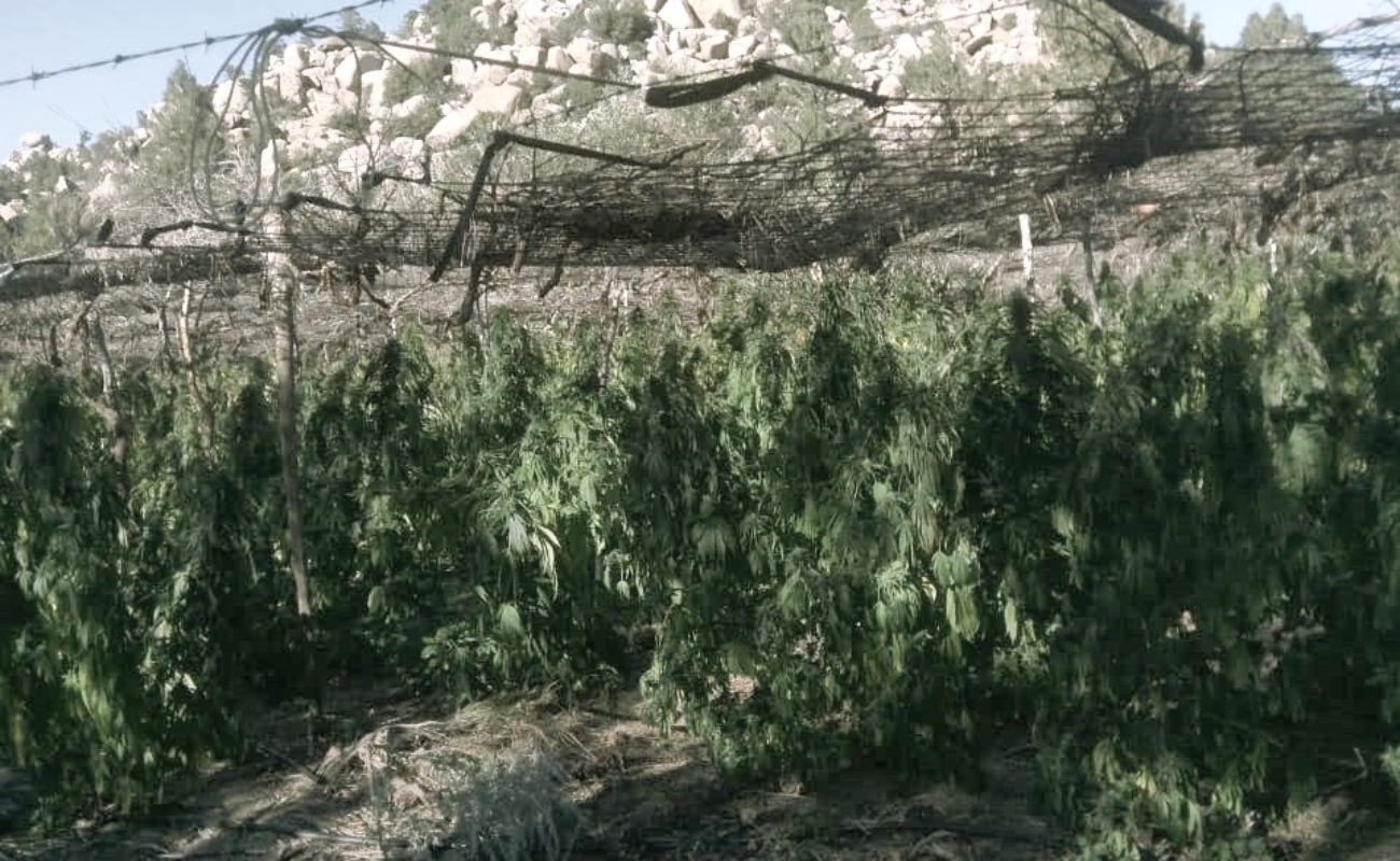 Destruye Ejército 56 mil plantas de marihuana en Laguna Hanson