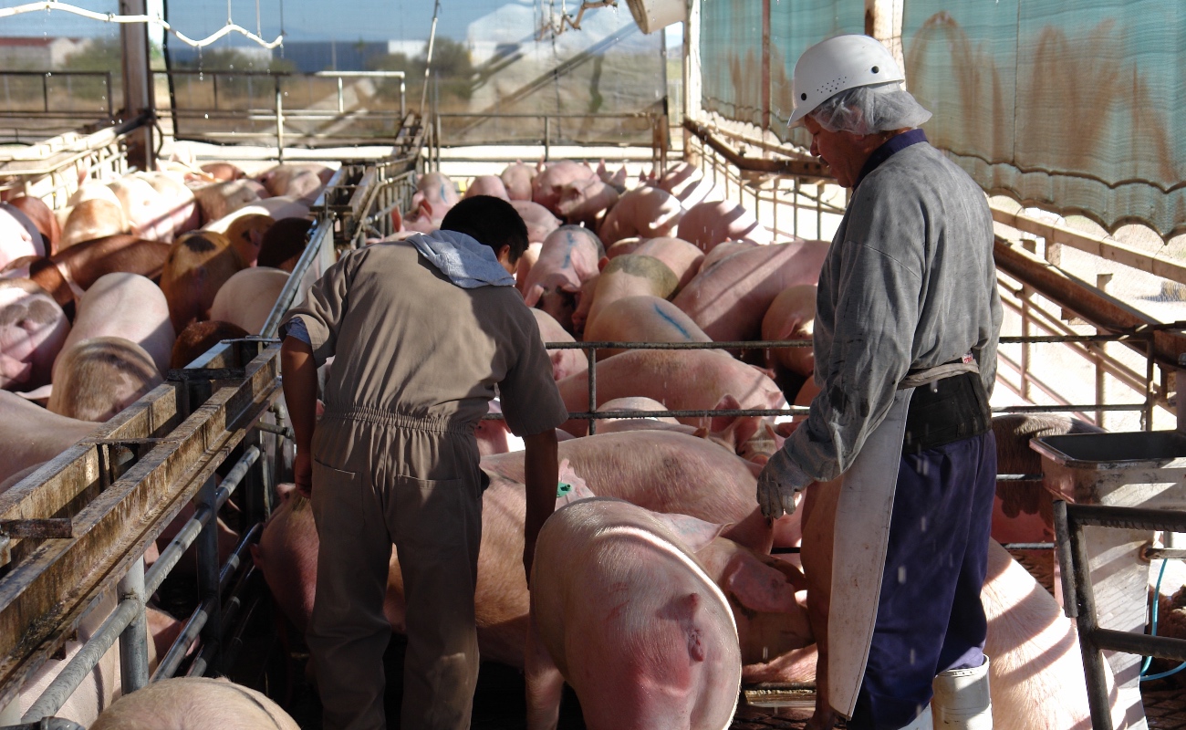 Afinan Agricultura e industria porcina estrategia de regionalización zoosanitaria