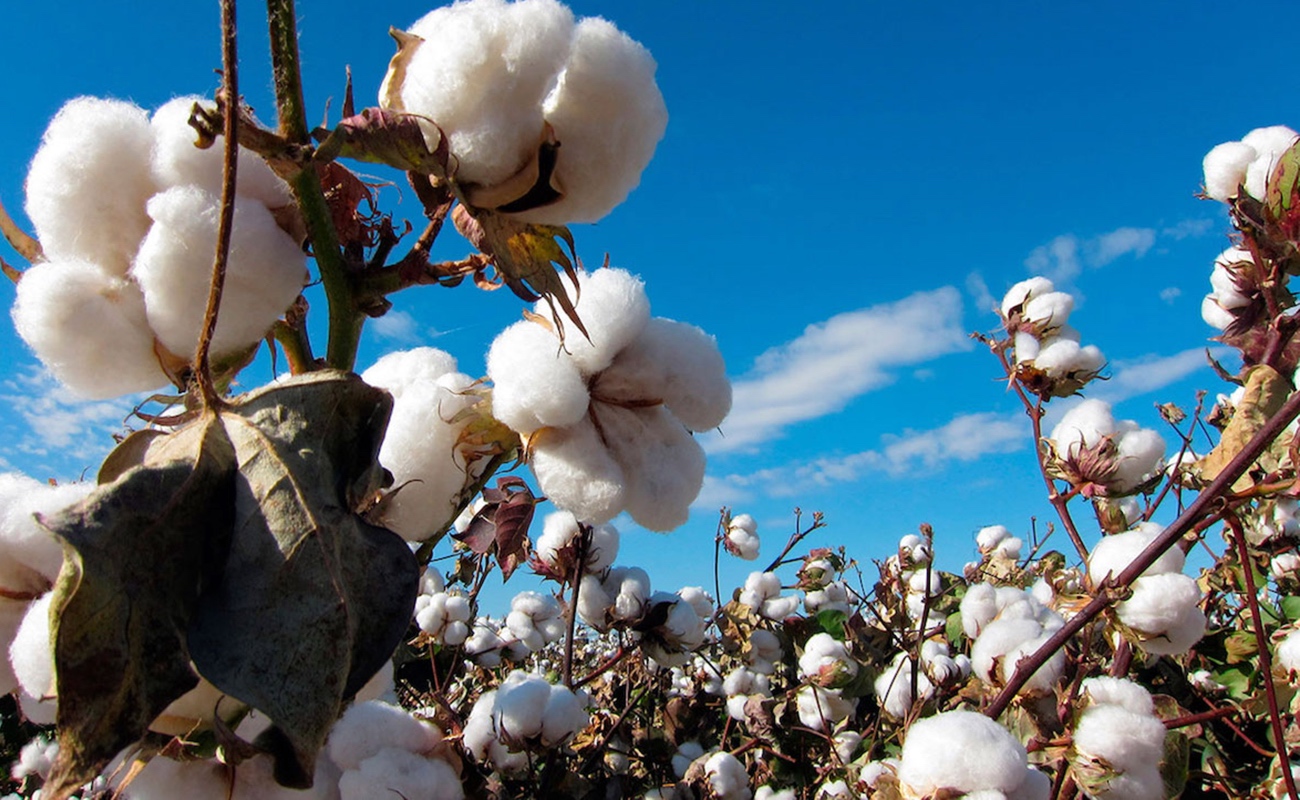 Baja California, entre los Estados libre de plagas del algodonero