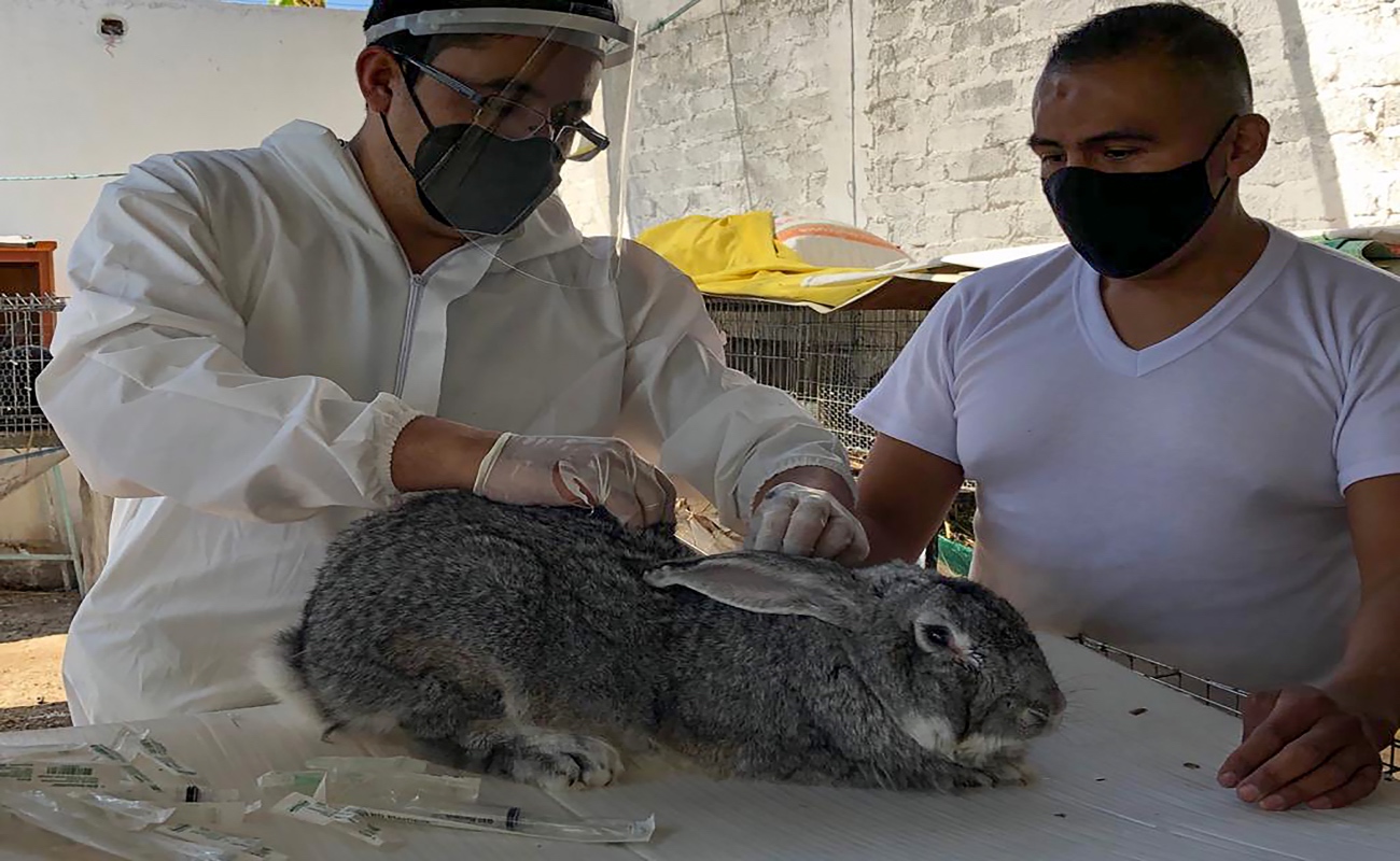 Exitosa la Vacuna desarrollada por Agricultura contra Enfermedad de los Conejos
