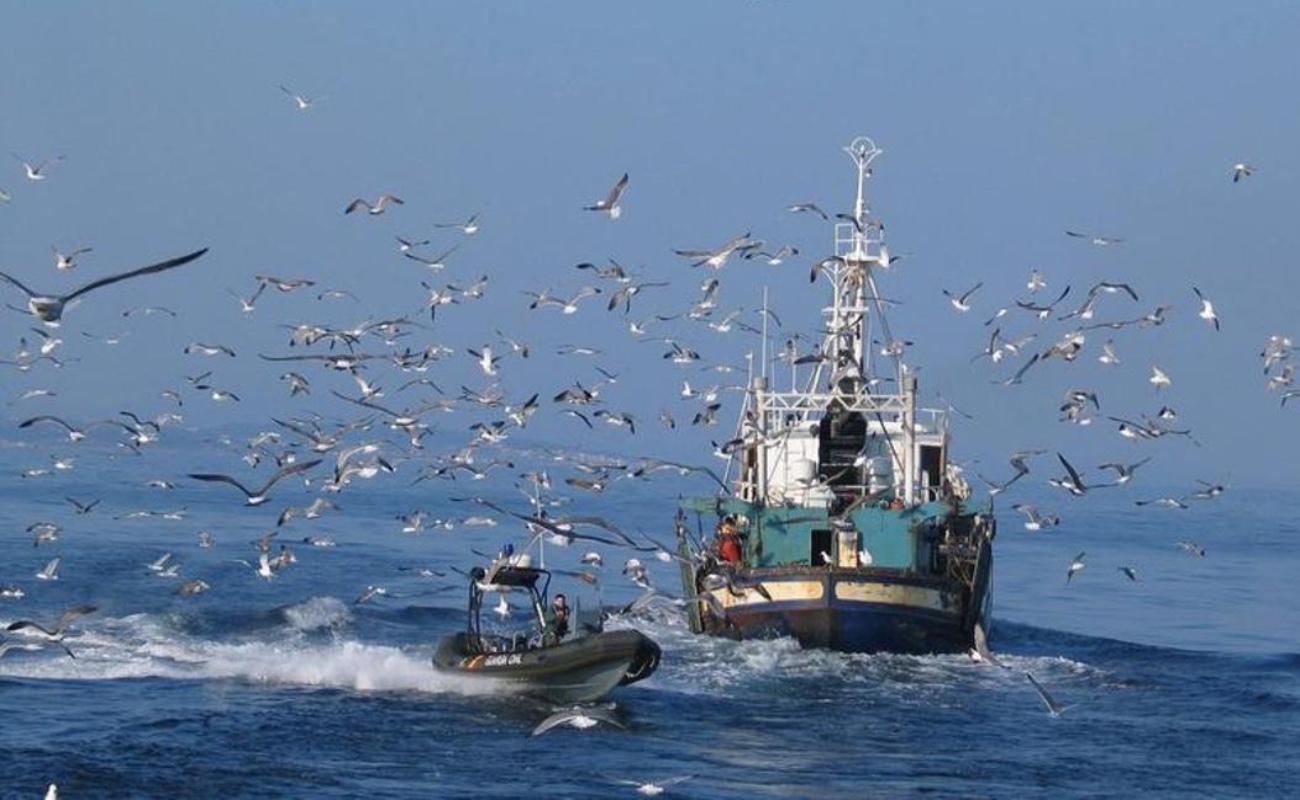 Publica Agricultura fechas y zonas de veda para pelágicos menores en el Golfo de California