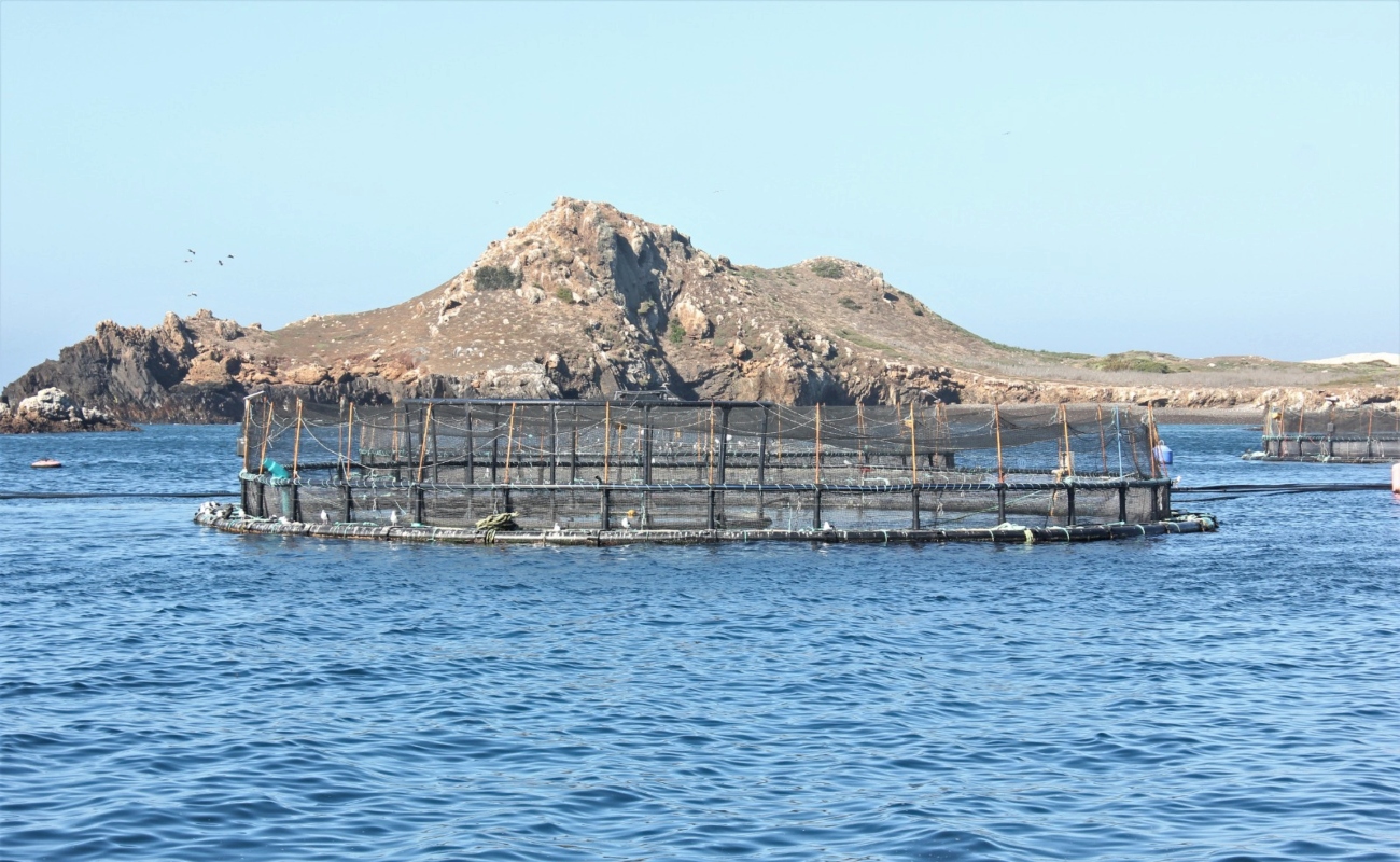 Ocupa BC primeros lugares en acuacultura: SEPESCA BC