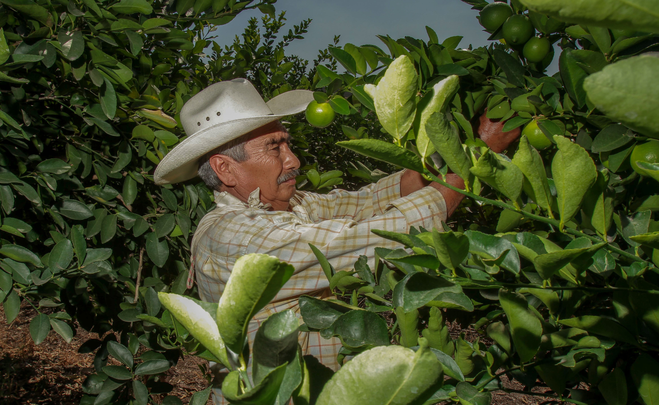 Ratifica México su posición como segundo productor y exportador mundial de limones y limas