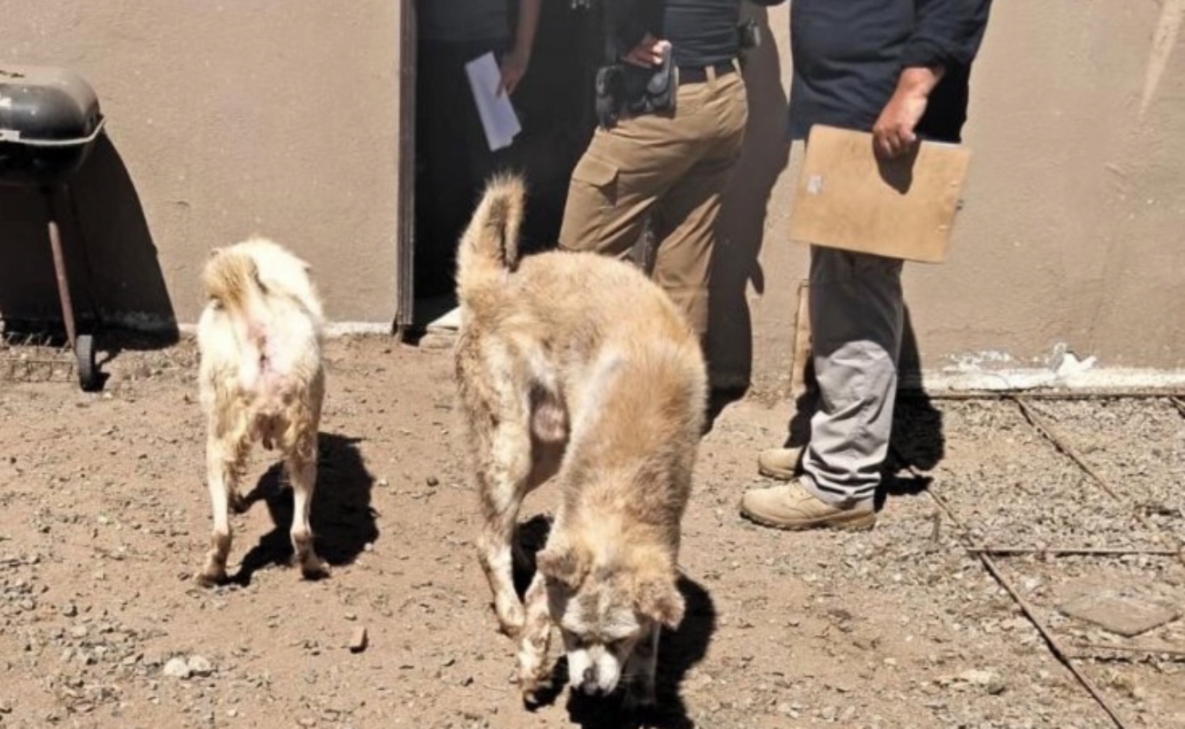 Rescatan a cinco perros maltratados y abandonados en el Costa Azul