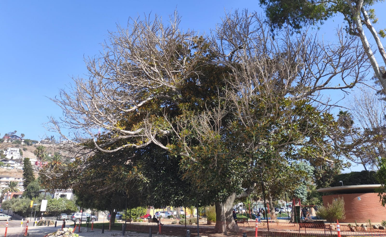 Podarán árbol de 109 años para colocar malla sombra en Parque Revolución; ciudadanos inconformes