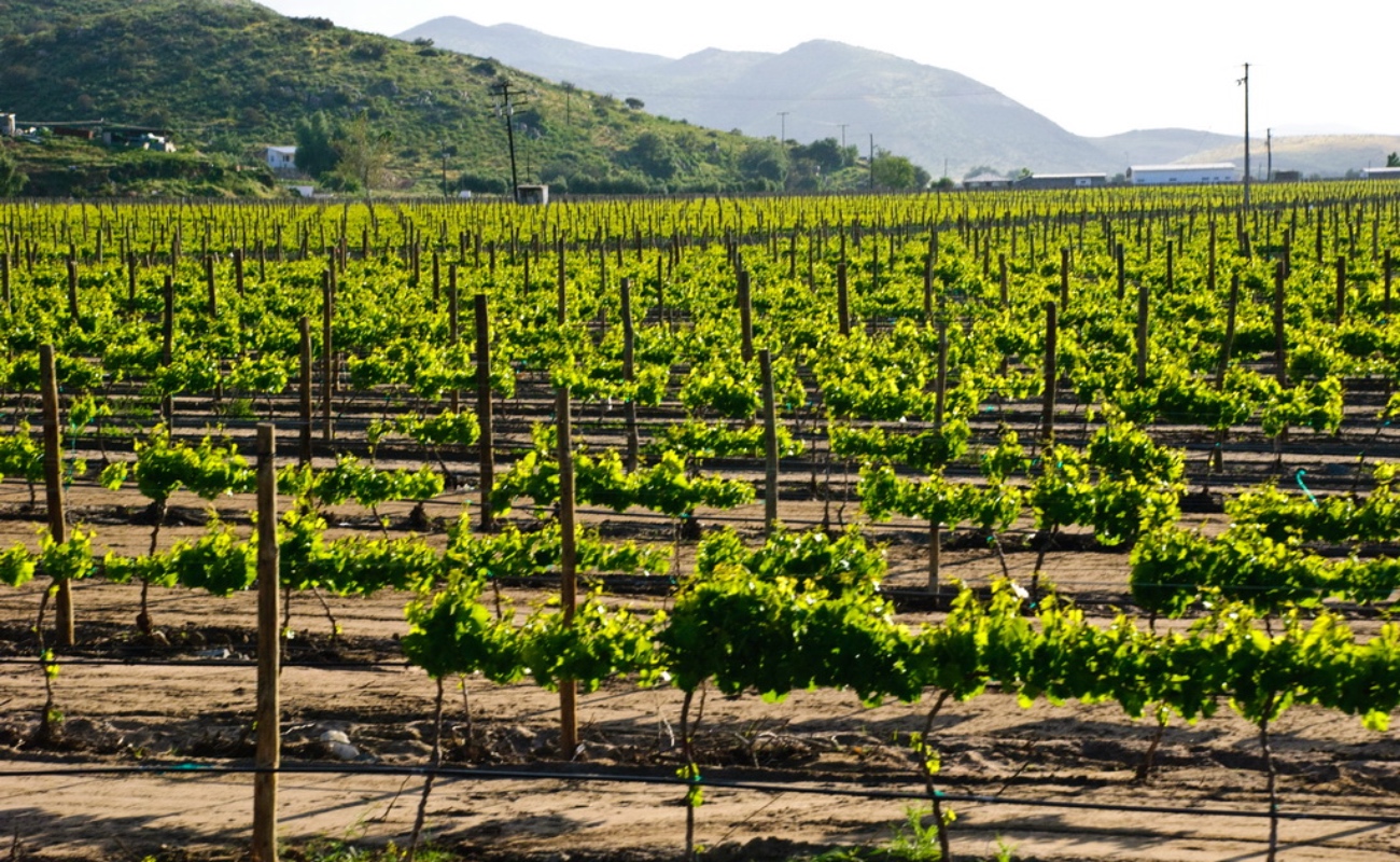 Contribuye SADER BC al desarrollo de la vitivinicultura a través de la información agroclimática