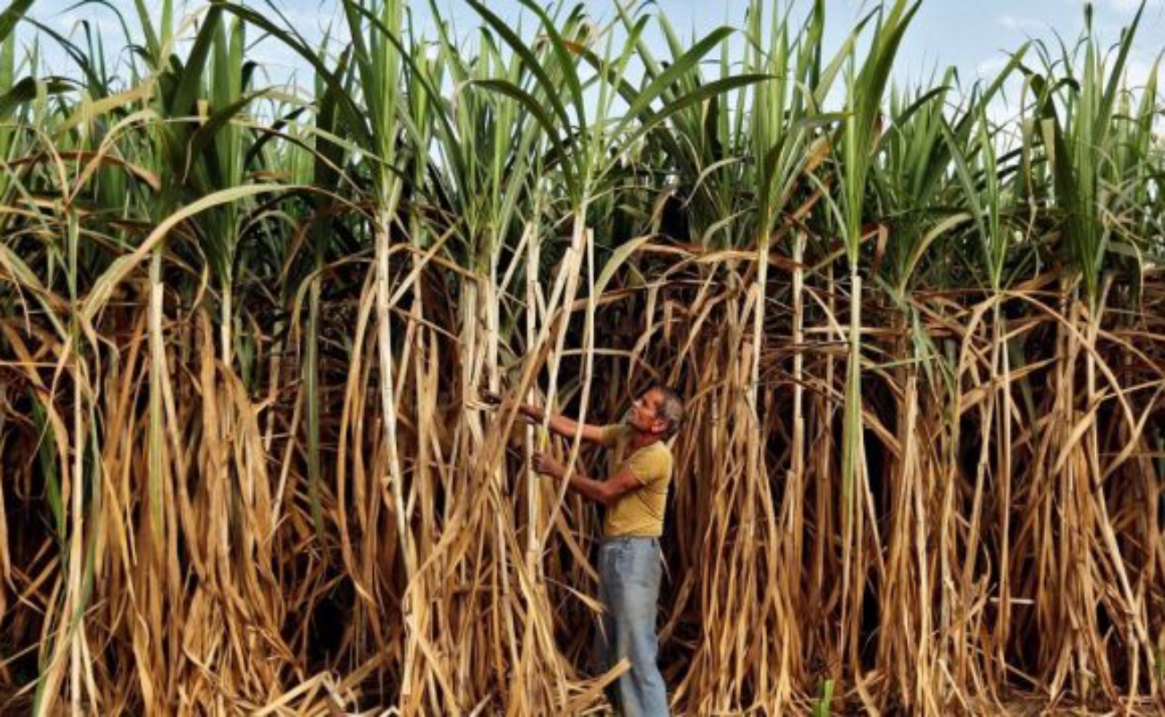 Precio de azúcar, amenaza con elevar la inflación mundial de alimentos