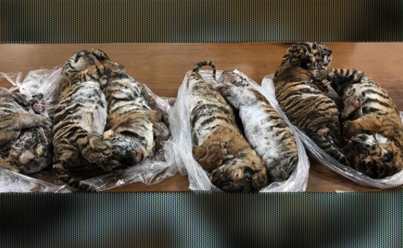 Descubren siete tigres cachorros congelados dentro de vehículo