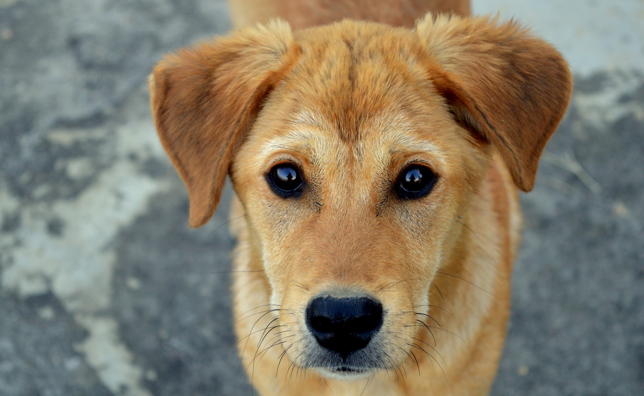 Donan alimentos para perros abandonados en Tijuana